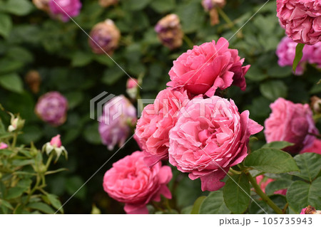 華やかなピンクの春のバラ 華やかなピンクの春のバラ 105735943