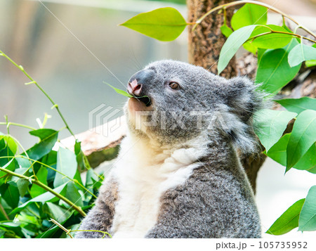 樹上でまったりお食事するかわいいコアラ 105735952