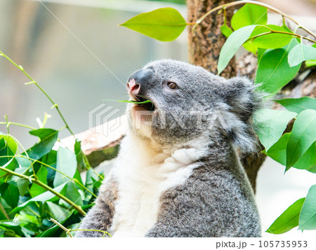 樹上でまったりお食事するかわいいコアラ 105735953