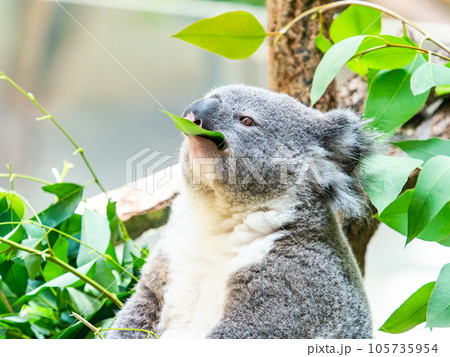 樹上でまったりお食事するかわいいコアラ 105735954