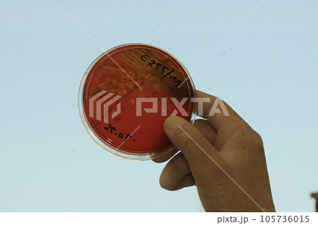 Research on Cell Culture by a Scientist 105736015