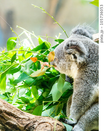 樹上でまったりお食事するかわいいコアラ 105736053