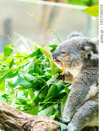 樹上でまったりお食事するかわいいコアラ 樹上でまったりお食事するかわいいコアラ 105736054