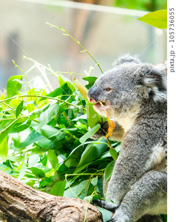 樹上でまったりお食事するかわいいコアラ 105736055