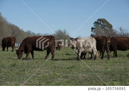 Export cows production in the Argentine countryside, Buenos Aires Province, Argentina.. Export cows production in the Argentine countryside, Buenos Aires Province, Argentina.. 105736091