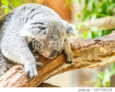 樹上でまったり寛いで寝落ちしたかわいいコアラ 105736129