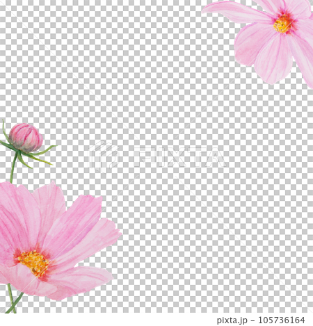 Pink Cosmos watercolor frame. Hand drawn botanical painting, floral sketch. Colorful flower clipart for summer or autumn design of wedding invitation, print, greeting, sublimation, textile 105736164