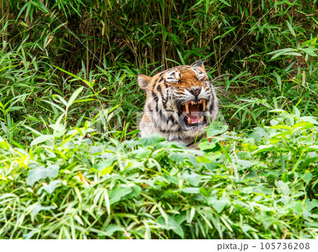 竹やぶからひょっこり顔を出したトラ 105736208