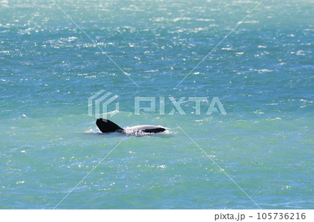 Orcas swimming on the surface, Peninsula Valdes, Patagonia Argentina Orcas swimming on the surface, Peninsula Valdes, Patagonia Argentina 105736216