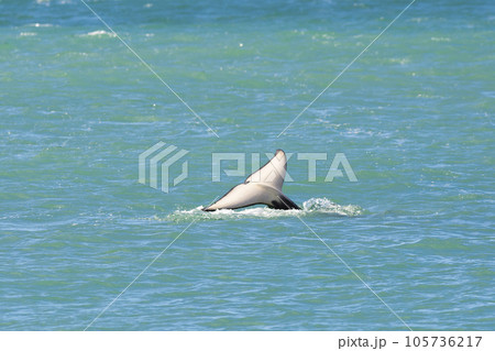 Orca lob tailing on the surface, Peninsula Valdes, Patagonia Argentina Orca lob tailing on the surface, Peninsula Valdes, Patagonia Argentina 105736217