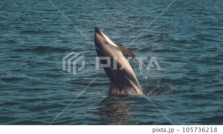 Dusky Dolphin jumping, Peninsula Valdes,Patagonia,Argentina Dusky Dolphin jumping, Peninsula Valdes,Patagonia,Argentina 105736218