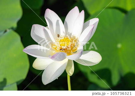 白い蓮の花 白い蓮の花 105736321