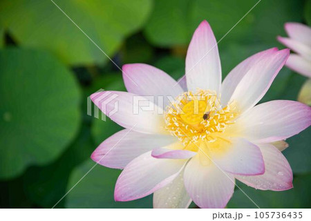白い蓮の花 白い蓮の花 105736435