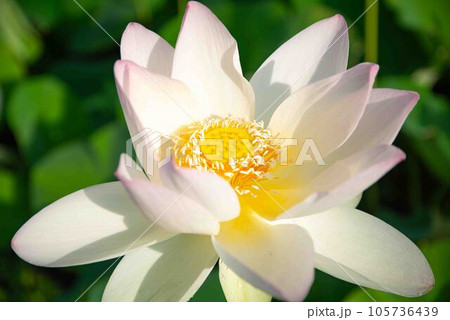 白い蓮の花 105736439