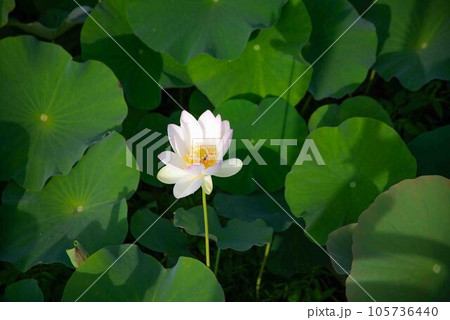 白い蓮の花 105736440