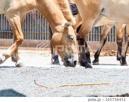 仲良しなモウコノウマ 105736451