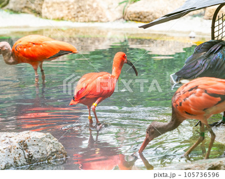 オレンジ色の美しいショウジョウトキ 105736596