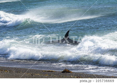 Orca patrolling the coast,Peninsula Valdes, Patagonia Argentina 105736669