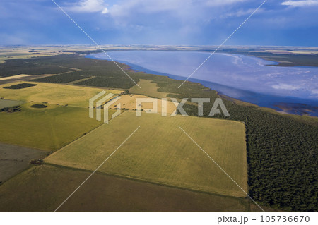 Wheat field ready to harvest, in the Pampas plain, La Pampa, Argentina. 105736670
