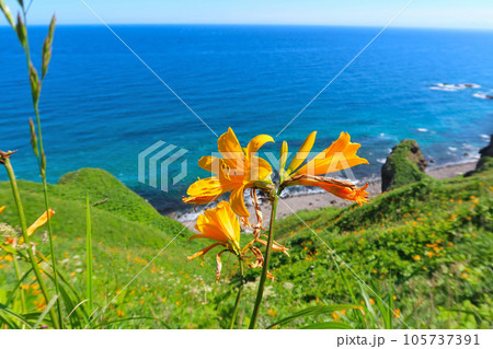神威岬・神威岬遊歩道エゾカンゾウ 105737391