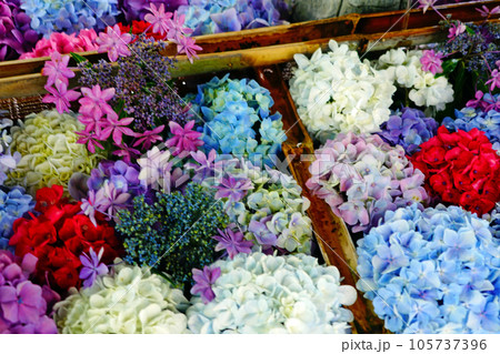 越前祖神 足羽神社 継体天皇 天然記念 物枝垂桜 花手水 越前祖神 足羽神社 継体天皇 天然記念 物枝垂桜 花手水 105737396