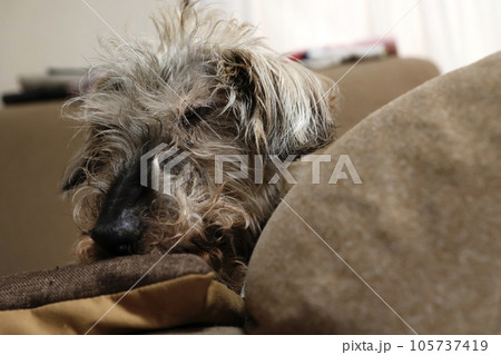 撮影許可あり ソファで座って休憩する老犬 ワイヤーへアードダックスフンド 撮影許可あり ソファで座って休憩する老犬 ワイヤーへアードダックスフンド 105737419