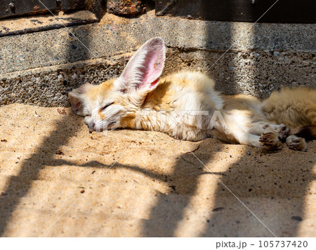 かわいいフェネックの愛らしいしぐさ お休み中 かわいいフェネックの愛らしいしぐさ お休み中 105737420