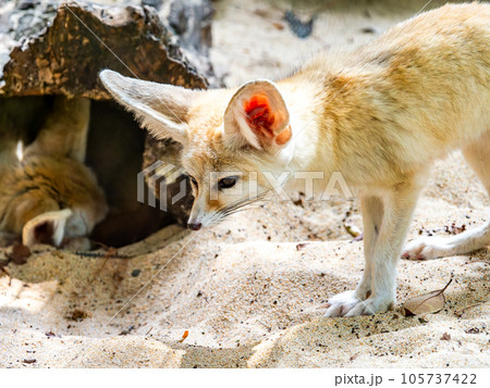 かわいいフェネックの愛らしいしぐさ 105737422