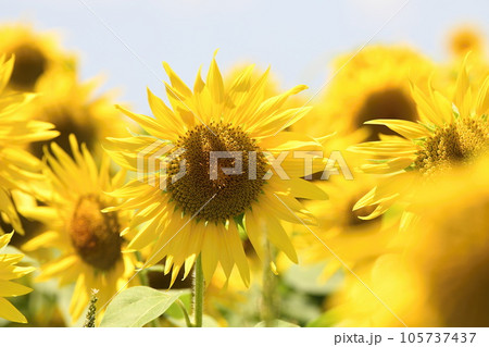 2023ひまわり 105737437