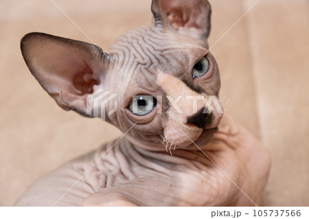 A large portrait of a 3-month-old Canadian Sphynx kitten on a beige background. A large portrait of a 3-month-old Canadian Sphynx kitten on a beige background. 105737566