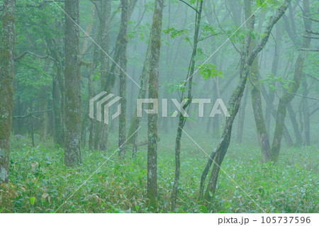 神秘的な苔の森 神秘的な苔の森 105737596
