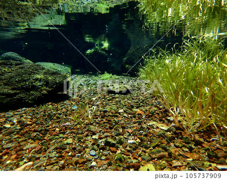 魚が群れる湧水の春 105737909