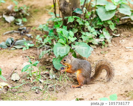ニホンリスのかわいい姿　食事中 105738177