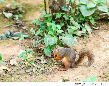 ニホンリスのかわいい姿　食事中 105738179