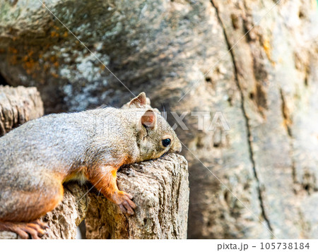 ニホンリスのかわいい姿 105738184