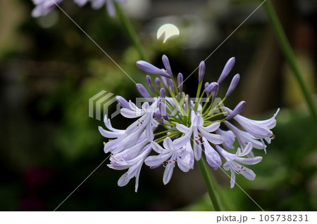 アガパンサスと雨滴 アガパンサスと雨滴 105738231