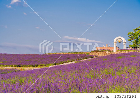 (北海道)かみふらの・日の出公園ラベンダー園 夕景 (北海道)かみふらの・日の出公園ラベンダー園 夕景 105738291