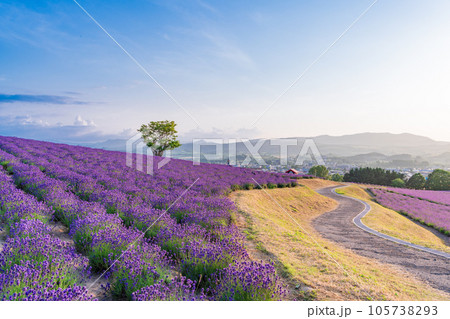 (北海道)かみふらの・日の出公園ラベンダー園 夕景 (北海道)かみふらの・日の出公園ラベンダー園 夕景 105738293