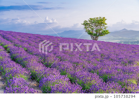 (北海道)かみふらの・日の出公園ラベンダー園 夕景 (北海道)かみふらの・日の出公園ラベンダー園 夕景 105738294