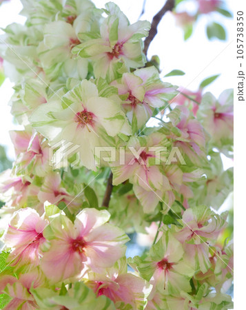 紅くなり始めた緑の桜（御衣黄桜） 105738350