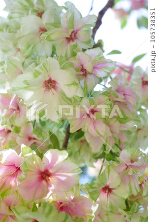 紅くなり始めた緑の桜(御衣黄桜) ~3:2バージョン 紅くなり始めた緑の桜(御衣黄桜) ~3:2バージョン 105738351