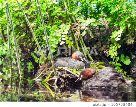 仲睦まじいカイツブリのつがい 105738404