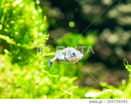 イトヨの生態 105738591