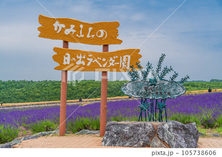 （北海道）かみふらの・日の出公園のラベンダー 105738606