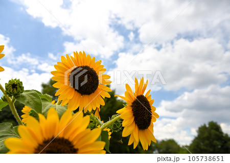 太陽に向かって咲くひまわり 太陽に向かって咲くひまわり 105738651