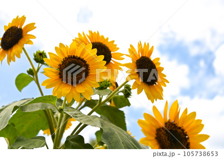 太陽に向かって咲くひまわり 太陽に向かって咲くひまわり 105738653