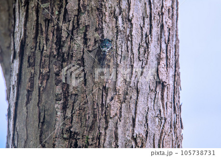 日本の横浜都市景観 立秋（8日）が過ぎ、残暑の厳しい猛烈な暑さが続くが、街中のセミは…8月9日 105738731
