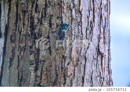 日本の横浜都市景観 立秋（8日）が過ぎ、残暑の厳しい猛烈な暑さが続くが、街中のセミは…8月9日 105738732