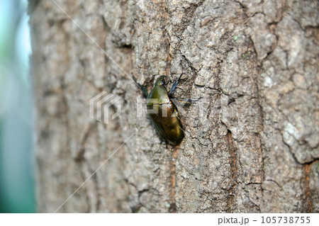 カナブン 105738755