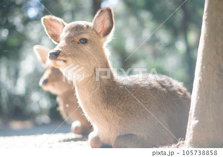 奈良 暖かい日差しを浴びてまどろむ春日大社に暮らす野生の鹿 105738858